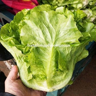 2 Gram - Hạt Giống Xà Lách Sang Chu