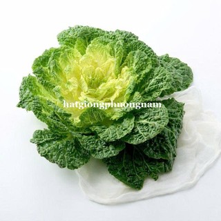 0.5 Gram - Hạt Giống Cải BomDong Hàn Quốc