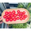 Hoa mai handmade làm từ giấy màu Mỹ thuật