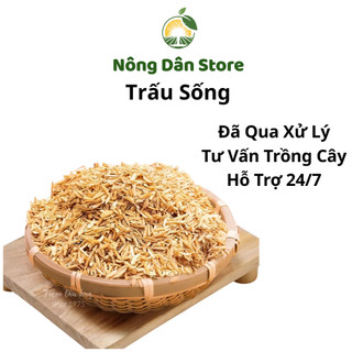 Trấu/Vỏ Trấu/Trấu Sống Sạch Đã Qua Xử Lí An Toàn Cho Cây Trồng, Không Sử Dụng Chất Độc Hại