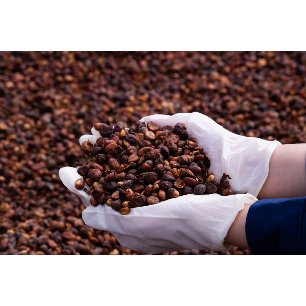 Combo Ủ đầy đủ 500g nguyên hạt + 500g xay sẵn pha phin - Cà phê Robusta honey tỷ lệ chín 98%