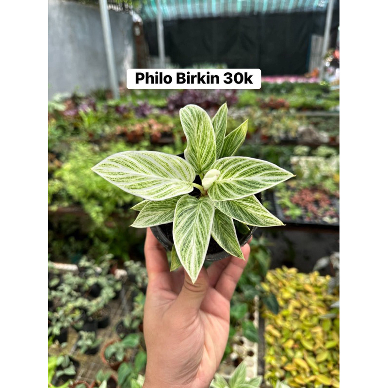 Philodendron Biirkin thuỷ canh ( đế vương)