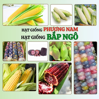 Hạt Giống Bắp (Ngô) Phương Nam - Nảy Mầm Tốt -Trồng Quanh Năm  - Nhanh Thu Hoạch - Sinh Trưởng Khỏe