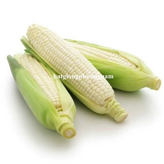 Hạt Giống Bắp (Ngô) Phương Nam - Nảy Mầm Tốt -Trồng Quanh Năm  - Nhanh Thu Hoạch - Sinh Trưởng Khỏe