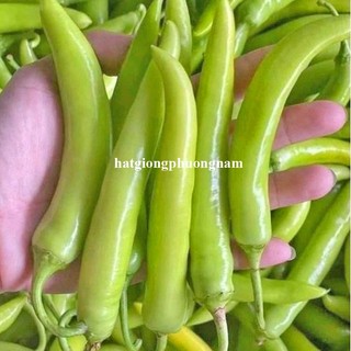 Hạt Giống Ớt Phương Nam - Trái Đậu Nhiều  - Trồng Quanh Năm  - Nhanh Thu Hoạch - Sinh Trưởng Khỏe