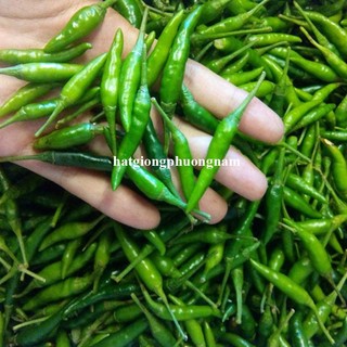 Hạt Giống Ớt Phương Nam - Trái Đậu Nhiều  - Trồng Quanh Năm  - Nhanh Thu Hoạch - Sinh Trưởng Khỏe