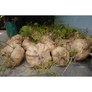 CỰC HOT - Hạt giống Củ đậu bánh xe KHỔNG LỒ, hạt giống chuẩn lên mầm rất cao, trồng quanh năm