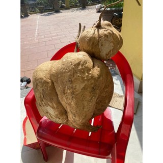 CỰC HOT - Hạt giống Củ đậu bánh xe KHỔNG LỒ, hạt giống chuẩn lên mầm rất cao, trồng quanh năm