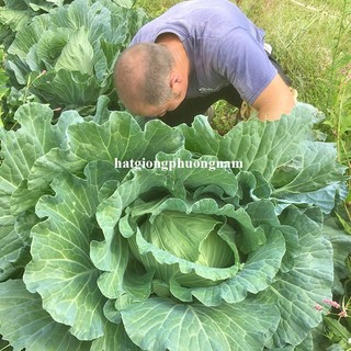 Hạt Giống Rau Ăn Lá Phương Nam - Nảy Mầm Tốt -Trồng Quanh Năm  - Nhanh Thu Hoạch
