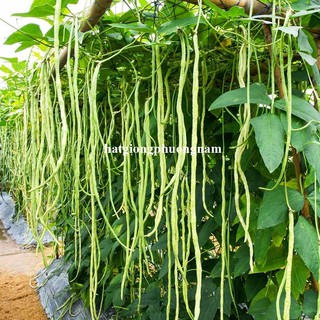 Hạt Giống Các Loại Đậu Phương Nam - Nảy Mầm Tốt - Thân Lùn -  Dây Leo - Có Thể Trồng Chậu - Hoặc Làm Giàn