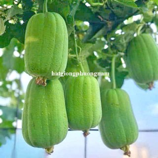 Hạt Giống Mướp Ngọt - Mướp Đắng (Khổ Qua)  Phương Nam - Nảy Mầm Tốt - Trồng Quanh Năm