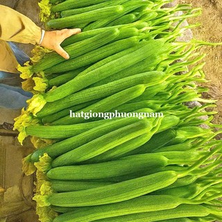 Hạt Giống Mướp Ngọt - Mướp Đắng (Khổ Qua)  Phương Nam - Nảy Mầm Tốt - Trồng Quanh Năm