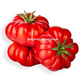 Hạt Giống Dưa Hấu - Dưa Leo  - Cà Chua Phương Nam - Chịu Nhiệt Tốt - Trồng Quanh Năm