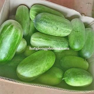 Hạt Giống Dưa Hấu - Dưa Leo  - Cà Chua Phương Nam - Chịu Nhiệt Tốt - Trồng Quanh Năm