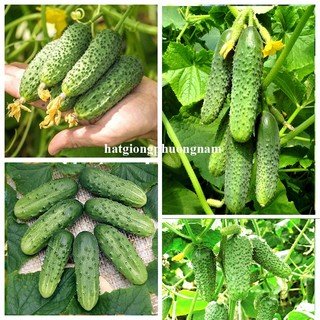 Hạt Giống Dưa Hấu - Dưa Leo  - Cà Chua Phương Nam - Chịu Nhiệt Tốt - Trồng Quanh Năm