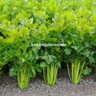 Hạt Giống Rau Thơm - Rau Gia Vị Phương Nam- Dễ Trồng -  Nảy Mầm Tốt   - Nhanh Thu Hoạch
