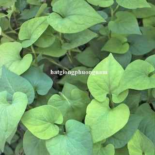 Hạt Giống Rau Thơm - Rau Gia Vị Phương Nam- Dễ Trồng -  Nảy Mầm Tốt   - Nhanh Thu Hoạch
