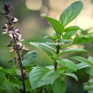 Hạt Giống Rau Thơm - Rau Gia Vị Phương Nam- Dễ Trồng -  Nảy Mầm Tốt   - Nhanh Thu Hoạch