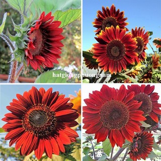 Hạt Giống Hoa Hướng Dương Phương Nam - Trồng Quanh Năm - Sinh Trưởng Khỏe - Dễ Chăm Sóc