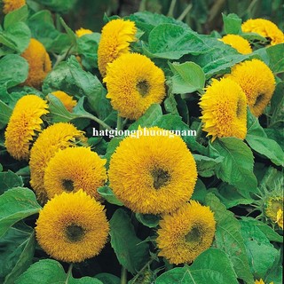 Hạt Giống Hoa Hướng Dương Phương Nam - Trồng Quanh Năm - Sinh Trưởng Khỏe - Dễ Chăm Sóc