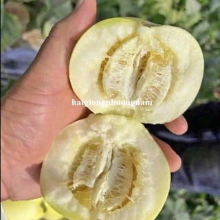 10 Hạt - Hạt Giống Dưa Chuột Chùm Siêu Trái Phương Nam
