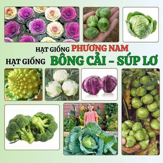 Hạt Giống Bắp Cải - Bông Cải (Súp Lơ) Phương Nam
