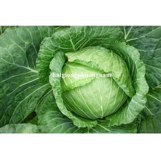 Hạt Giống Bắp Cải - Bông Cải (Súp Lơ) Phương Nam
