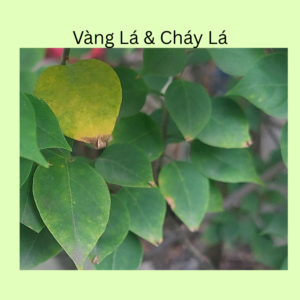 Combo Phòng Nấm Rễ & Dưỡng Lá Rễ Khỏe, Lá Dày Xanh Mướt, Hỗ Trợ Vị Ngọt Rau Quả Hữu Cơ SUNLEAF