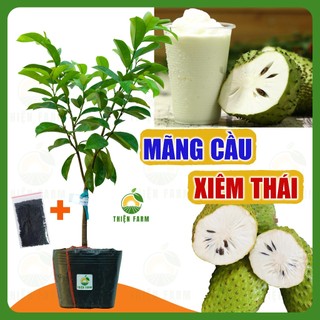 Cây Mãng Cầu Xiêm Thái THIỆN FARM quả chua ngọt đậm đà, dùng ăn tươi, làm sinh tố