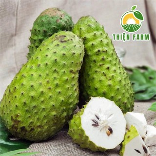 Cây Mãng Cầu Xiêm Thái THIỆN FARM quả chua ngọt đậm đà, dùng ăn tươi, làm sinh tố