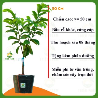 Cây Mãng Cầu Xiêm Thái THIỆN FARM quả chua ngọt đậm đà, dùng ăn tươi, làm sinh tố