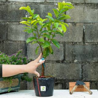 Cây Mãng Cầu Xiêm Thái THIỆN FARM quả chua ngọt đậm đà, dùng ăn tươi, làm sinh tố