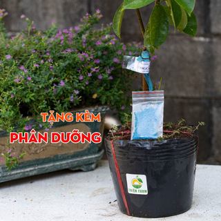 Cây Mãng Cầu Xiêm Thái THIỆN FARM quả chua ngọt đậm đà, dùng ăn tươi, làm sinh tố