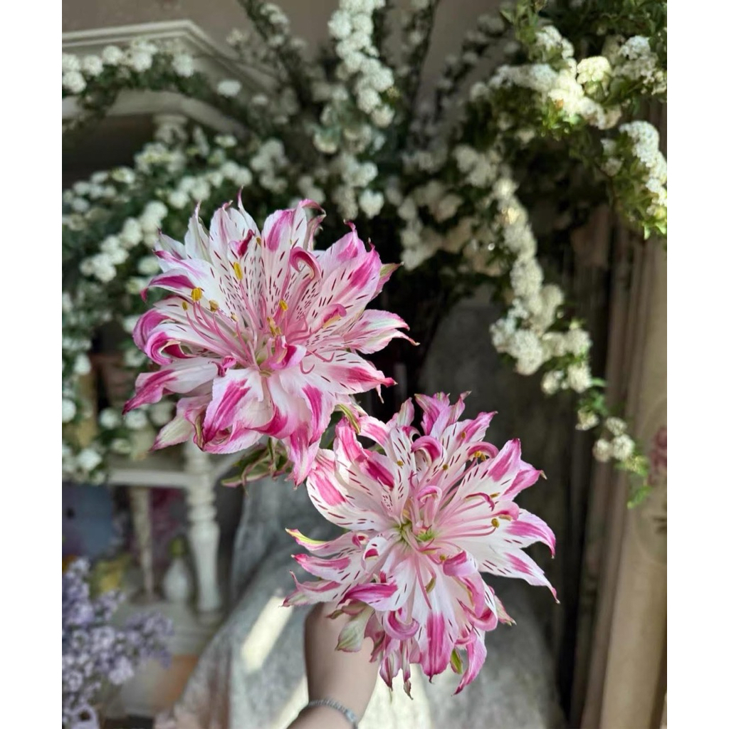 SIÊU ĐẸP SIÊU THƠM - Hạt giống hoa lily ĐỘC QUYỀN chỉ có DUY NHẤT tại shop