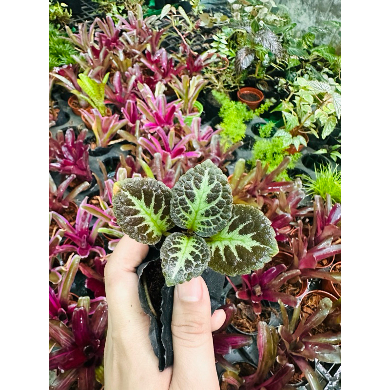 chấu gấm mini setup terrarium,bán cạn