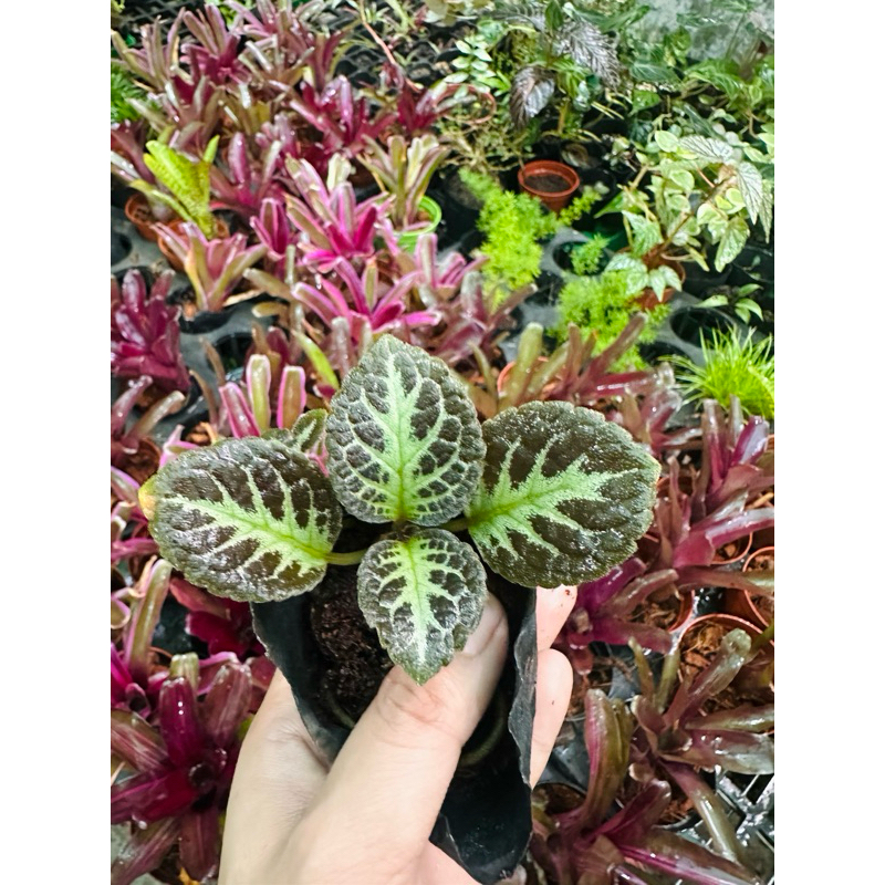 chấu gấm mini setup terrarium,bán cạn