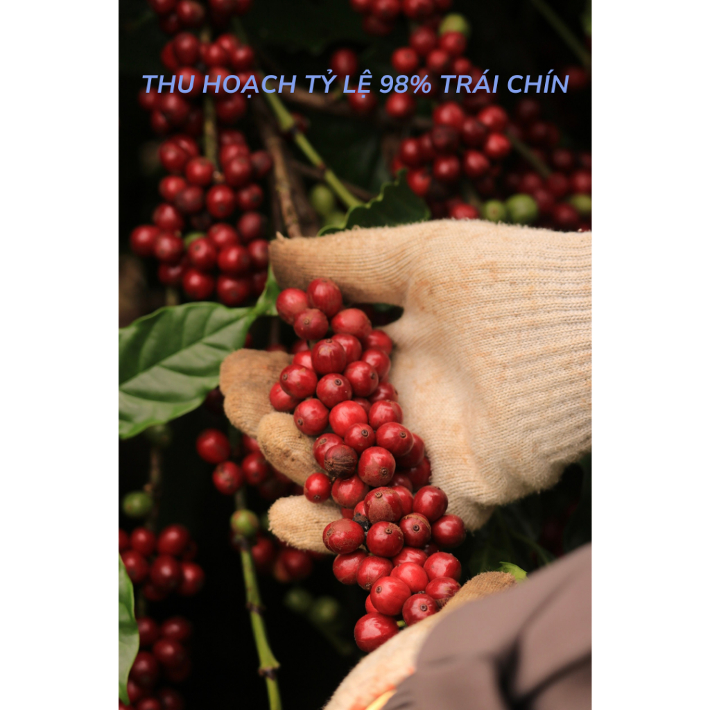 Cà phê Robusta honey Khởi Café "Ủ" rang xay nguyên chất dành cho pha phin đậm đà hậu ngọt