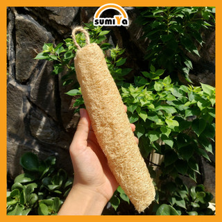 Xơ Mướp Nguyên Trái 20 -24cm Đa Dụng Tắm Tẩy Tế Bào Chết Rửa Bát Thiên Nhiên 100%