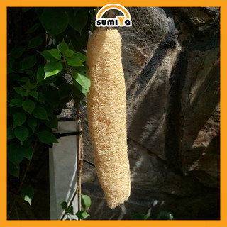 Xơ Mướp Nguyên Trái 20 -24cm Đa Dụng Tắm Tẩy Tế Bào Chết Rửa Bát Thiên Nhiên 100%