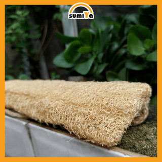 Đai Kỳ Lưng Xơ Mướp Nguyên Bản Tẩy Tế Bào Chết Mát Xa Lưng Thiên Nhiên 100%