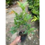 Chậu mai vàng Giảo Siêu nụ ( cây giống )