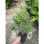 Chậu mai vàng Giảo Siêu nụ ( cây giống )