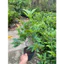 Chậu mai vàng Giảo Siêu nụ ( cây giống )