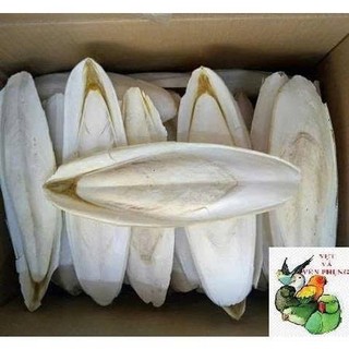 1 CÁI NAN MỰC/MAI MỰC NGUYÊN MIẾNG đa công dụng