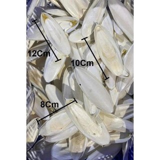 1 CÁI NAN MỰC/MAI MỰC NGUYÊN MIẾNG đa công dụng
