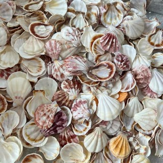 100gram Sò kim cương tự nhiên làm đồ thủ công