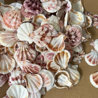 100gram Sò kim cương tự nhiên làm đồ thủ công