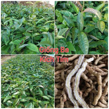 10 cây giống Ba Kích Tím, Ba Kích thu củ mang giá trị kinh tế cao và nhiều công dụng tốt cho sức khoẻ