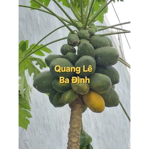 2 KG ( CÂN) đu đủ xanh nấu canh hoặc già ăn chín cũng ngọt nhà quà quê tự trồng