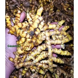 Nghệ bò cạp 10 củ làm giống
